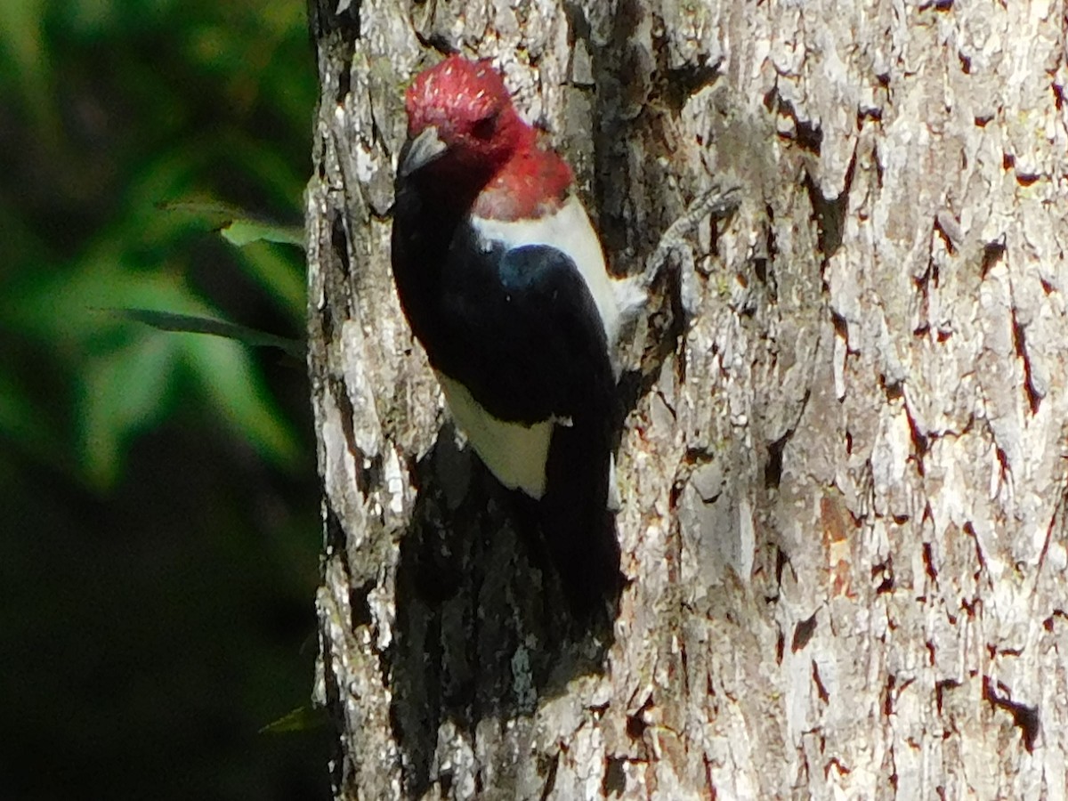 Red-headed Woodpecker - ML364361631