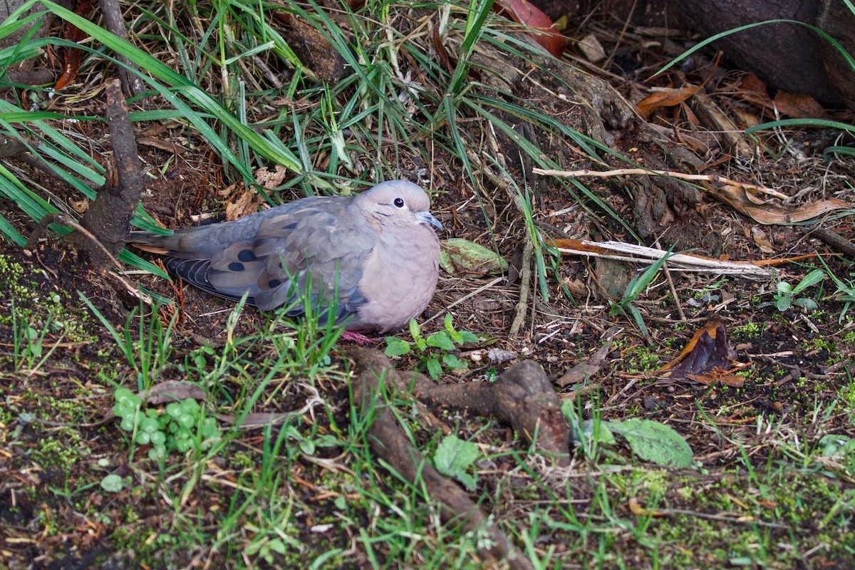 Eared Dove - ML364362921