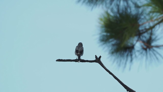 アメリカオオモズ - ML364363141