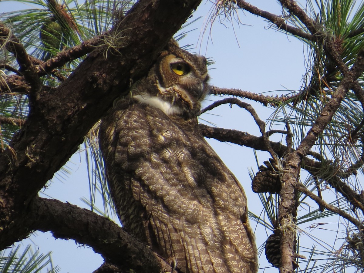 Great Horned Owl - ML364365421
