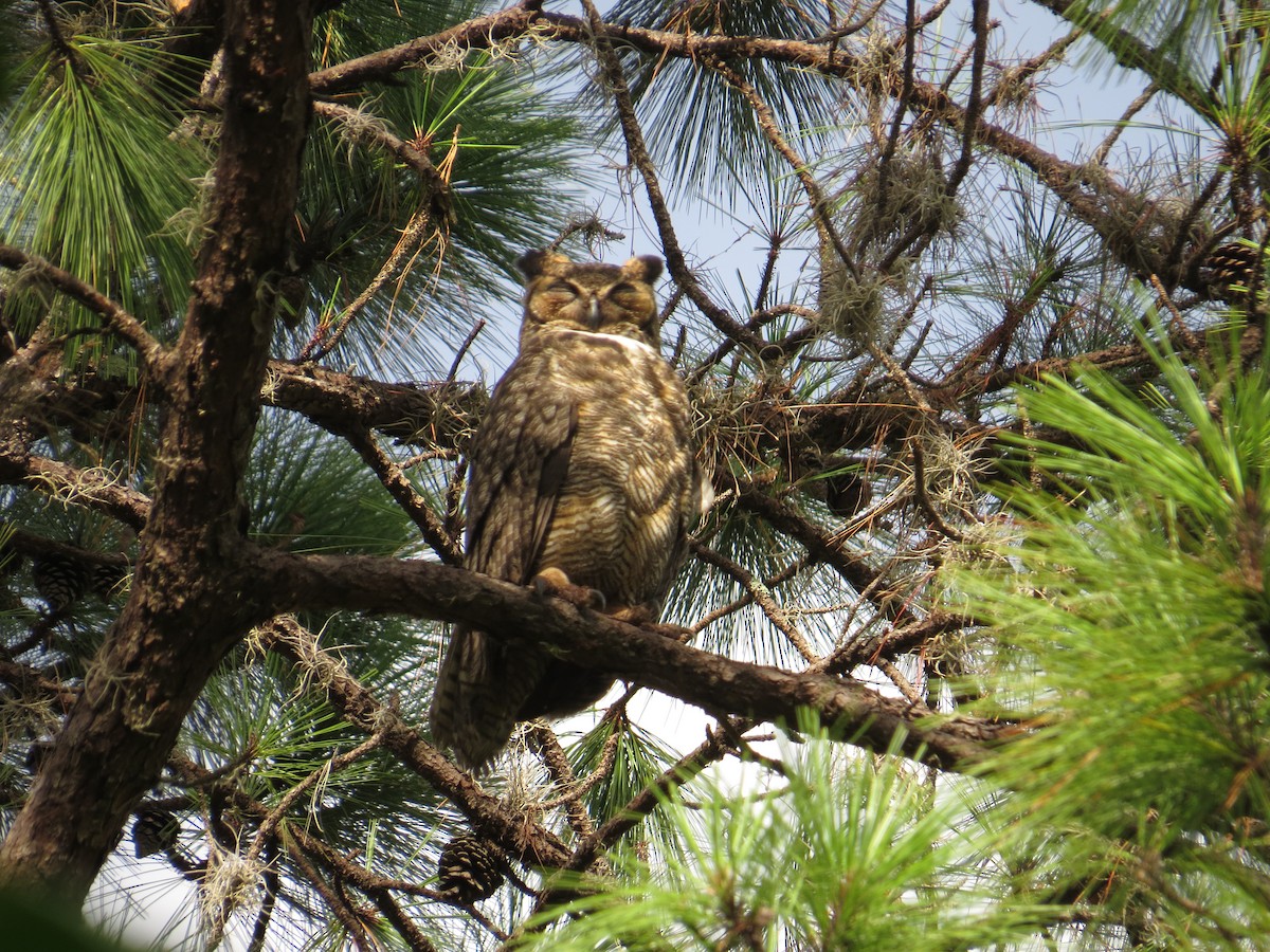 Great Horned Owl - ML364365771
