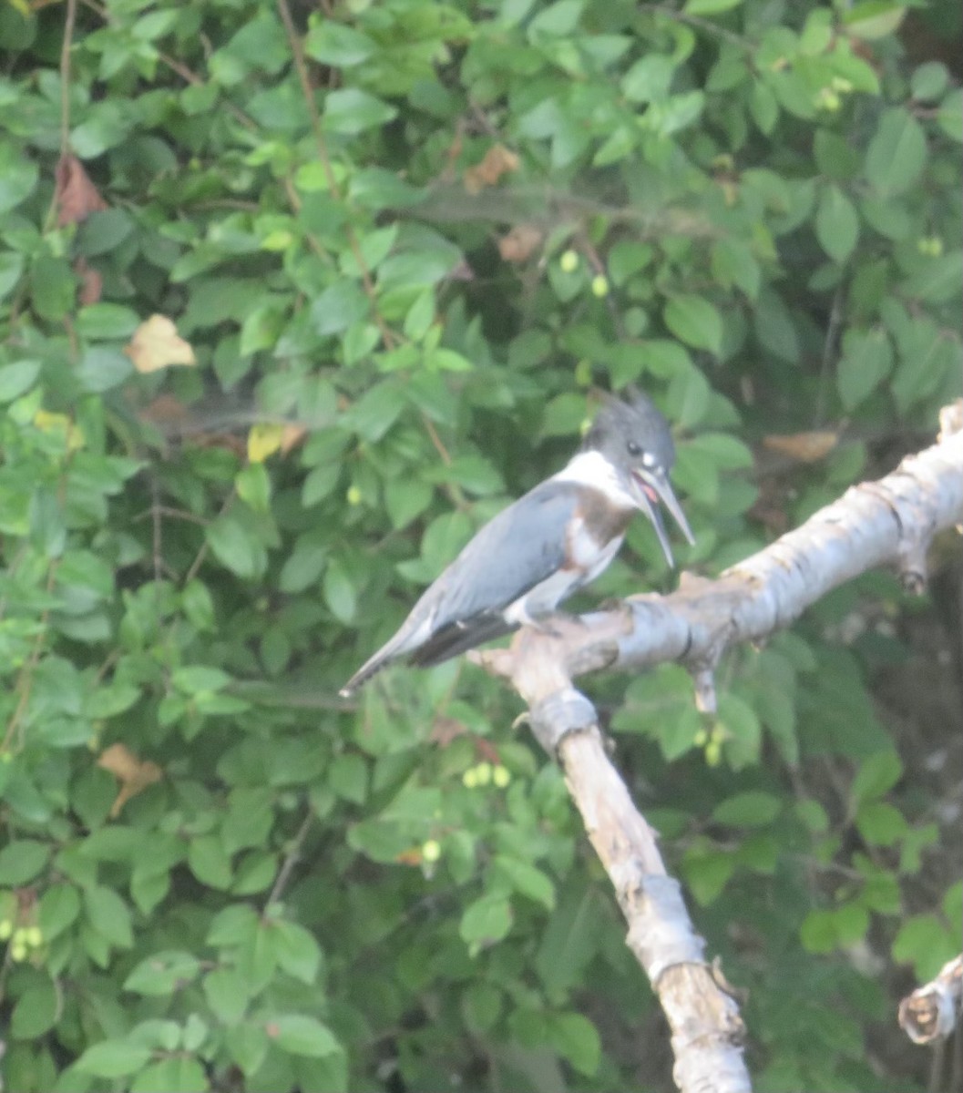 Belted Kingfisher - ML364365881