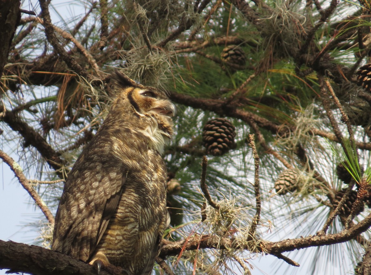 Great Horned Owl - ML364365961