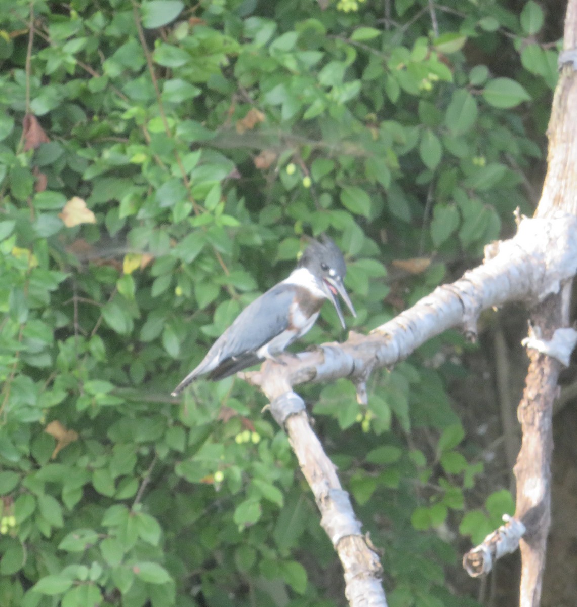 Belted Kingfisher - ML364368241