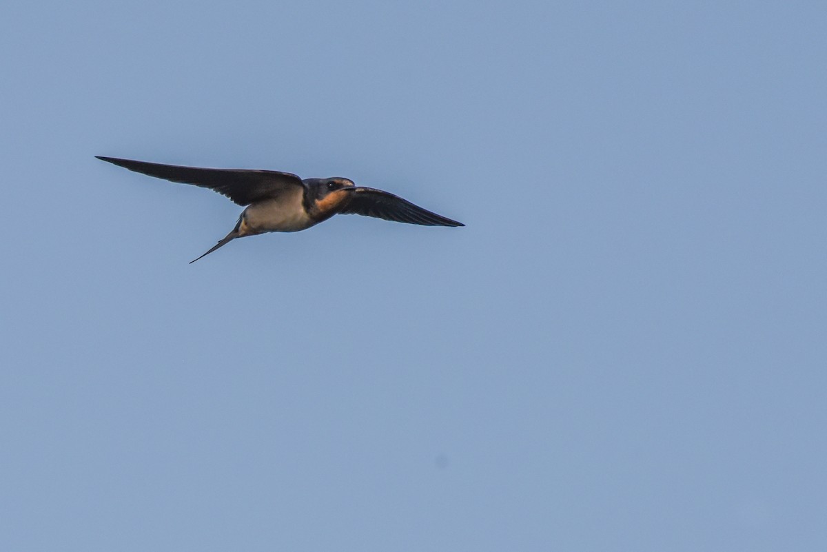 Barn Swallow - ML364368411