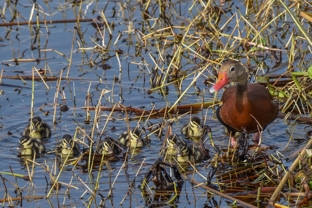 Black-bellied Whistling-Duck - ML364369831