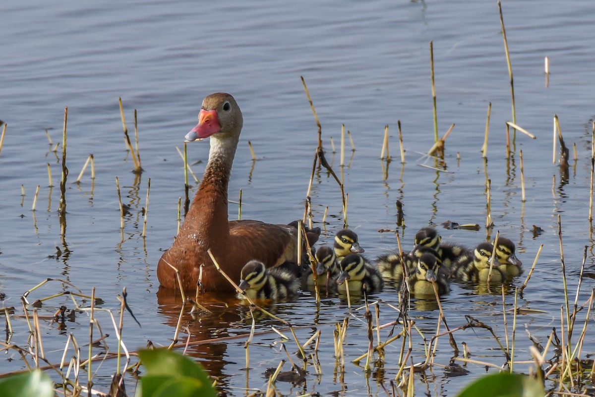 Dendrocygne à ventre noir - ML364369881