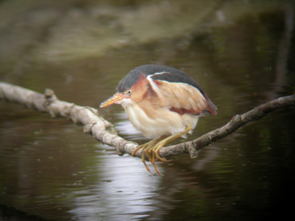 Least Bittern - ML36437091