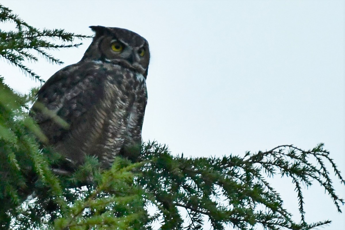 Great Horned Owl - ML364370951