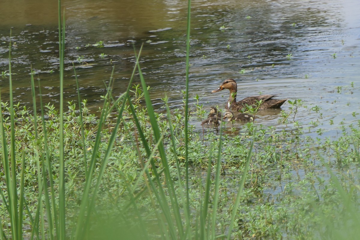 Mottled Duck - Mark Brazzil