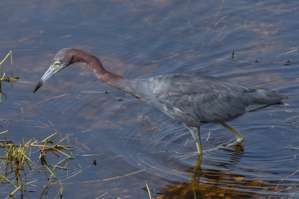 Little Blue Heron - Erik Martin