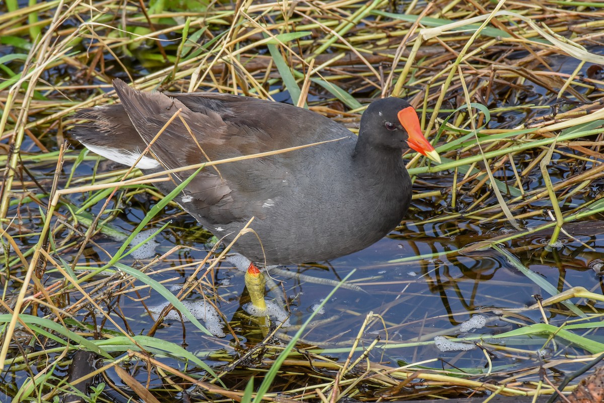 Common Gallinule - ML364372631