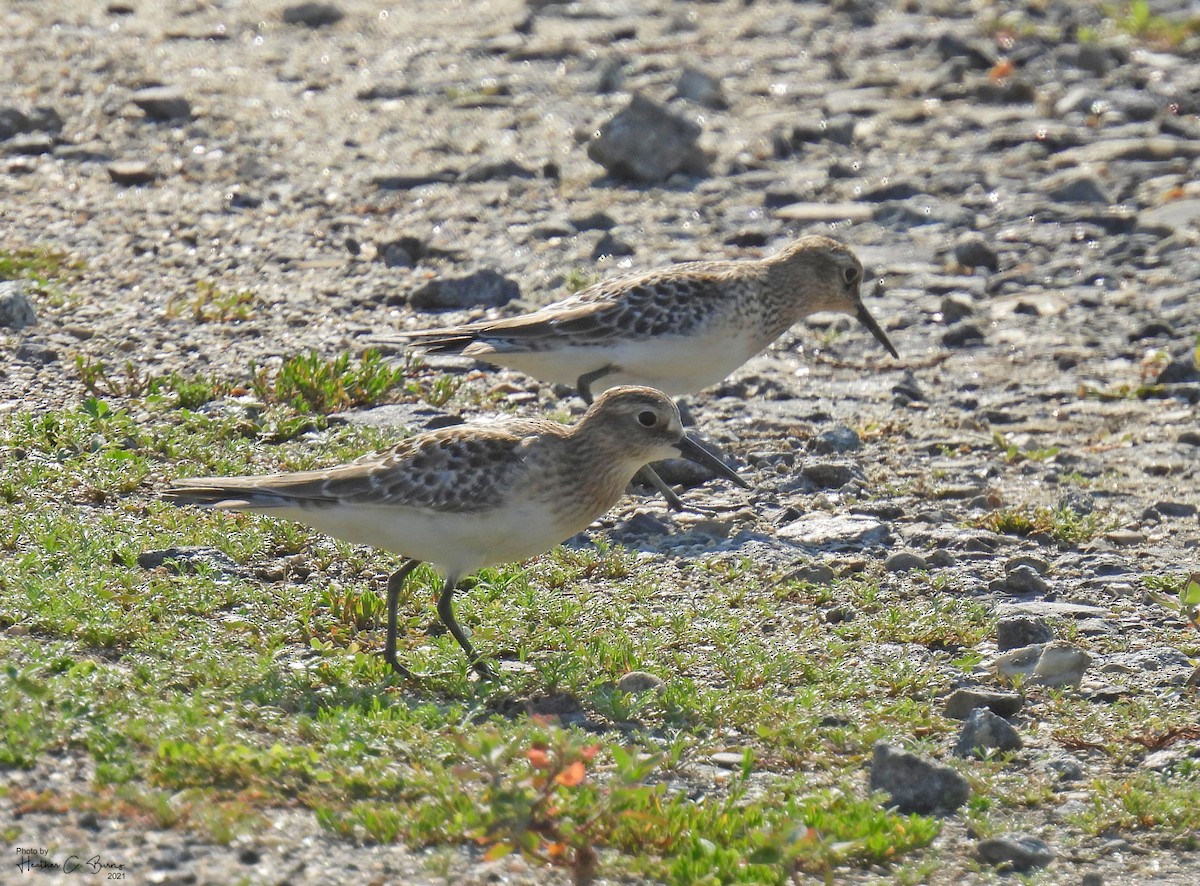 Baird's Sandpiper - ML364372641