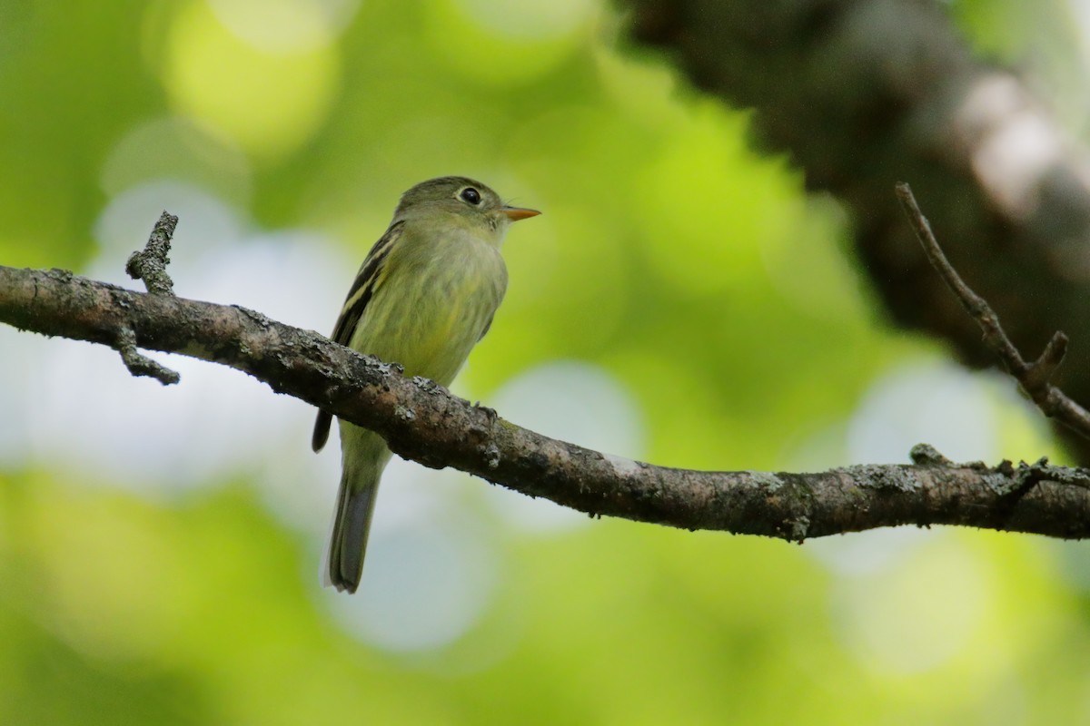 Yellow-bellied Flycatcher - ML364372811