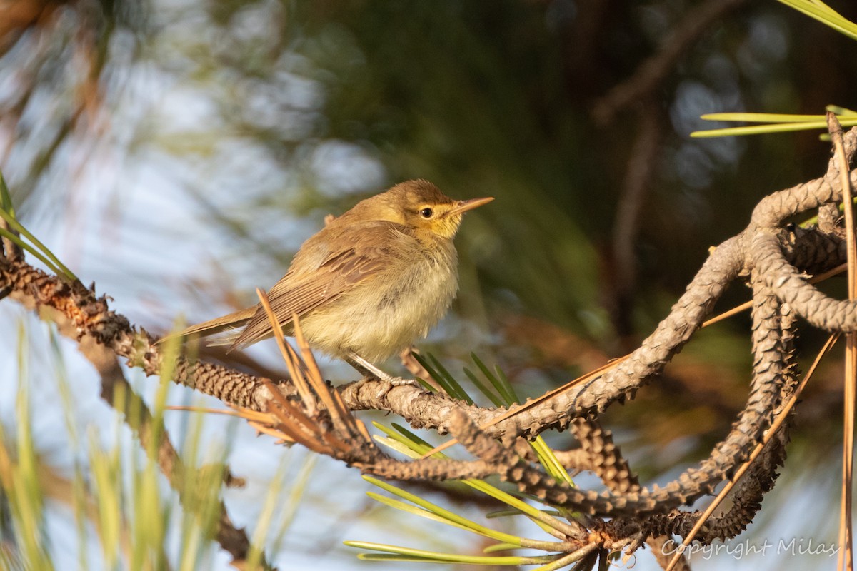 Melodious Warbler - ML364373991