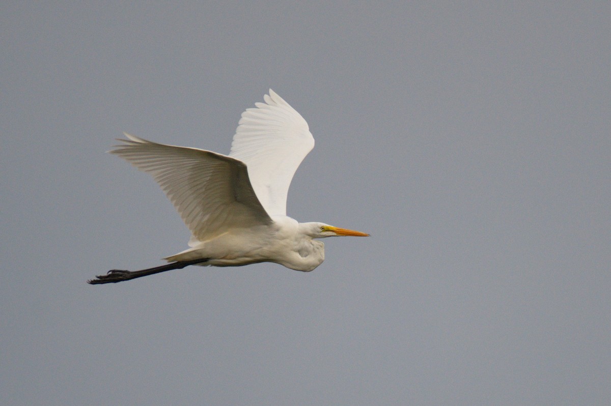 Great Egret - ML364374241