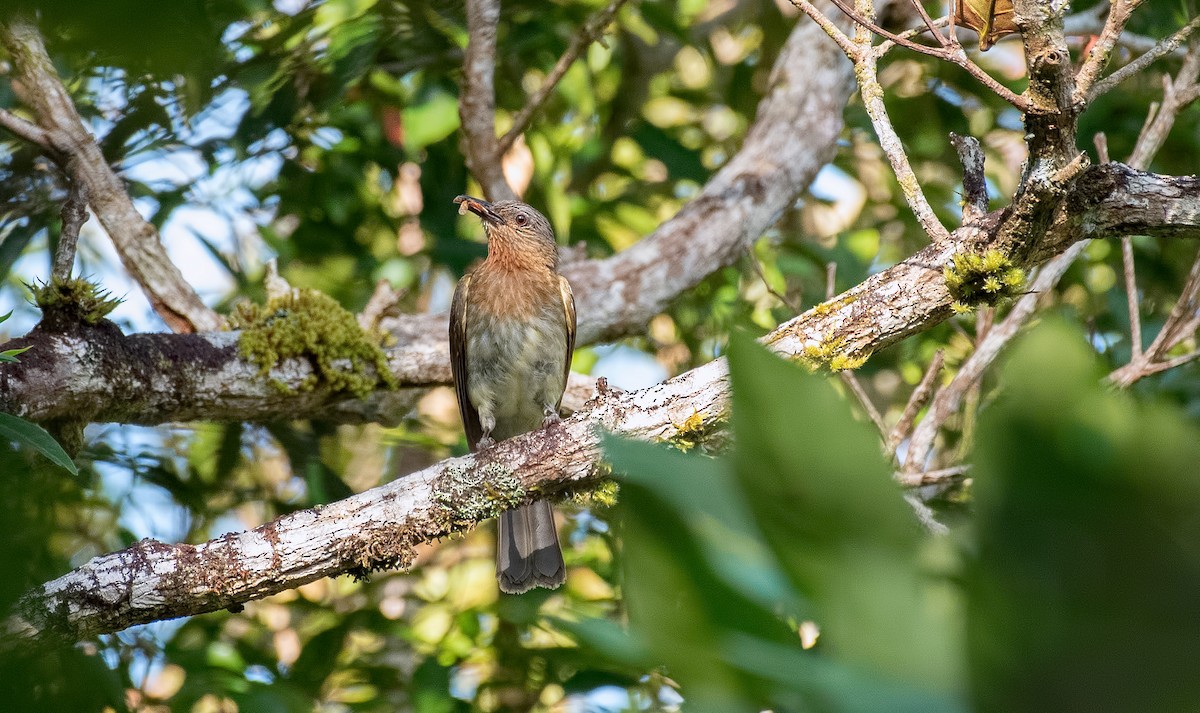 Bulbul des Philippines - ML364374491