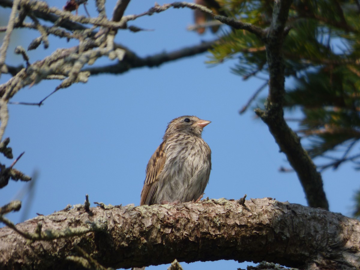 Chipping Sparrow - ML364377791