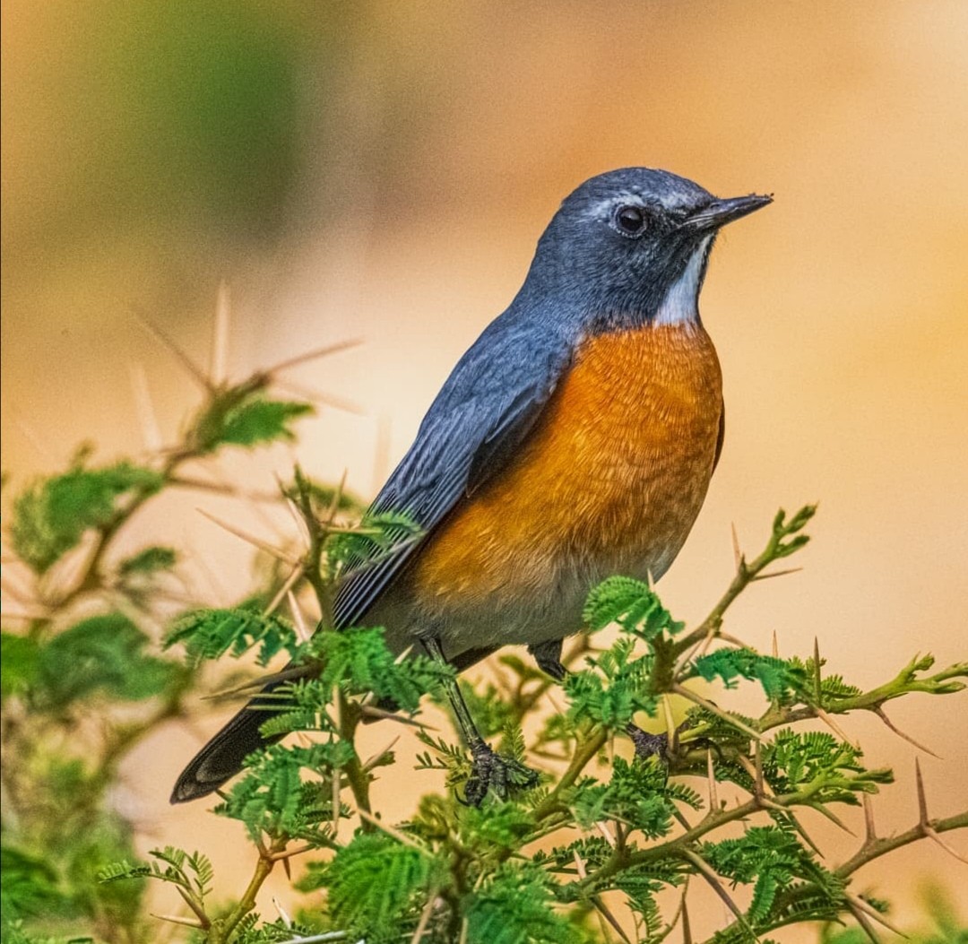 White-throated Robin - ML364378681