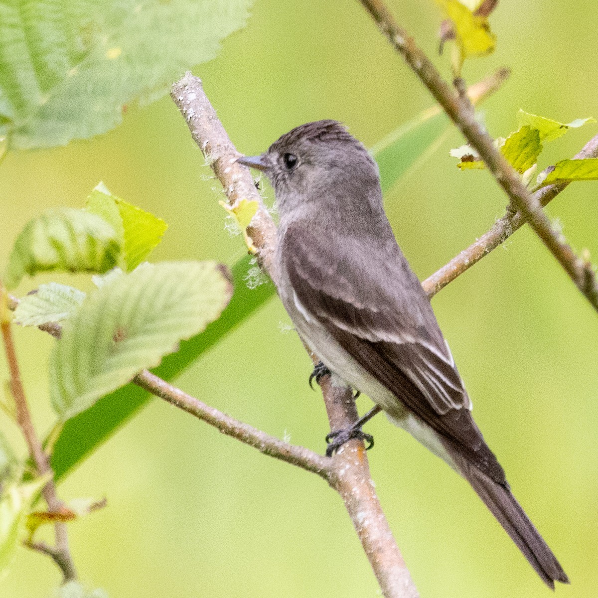 Western Wood-Pewee - ML364379911