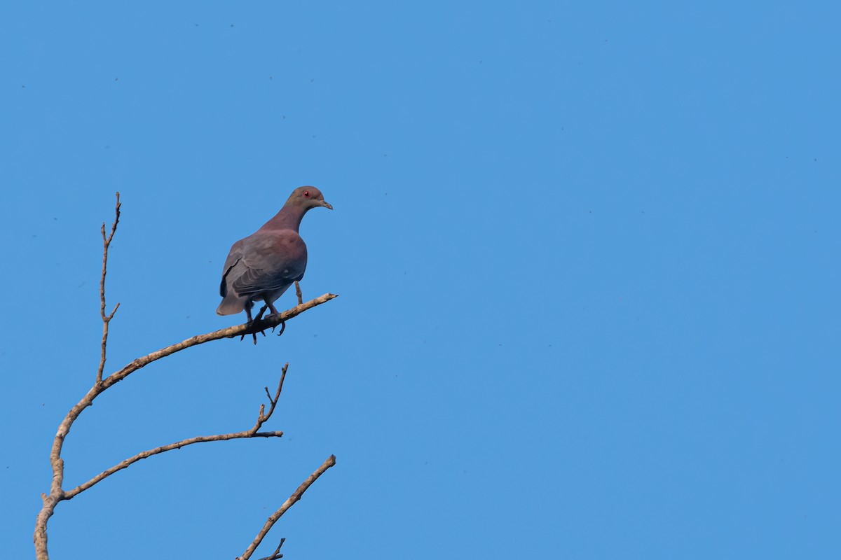 Pale-vented Pigeon - ML364379981