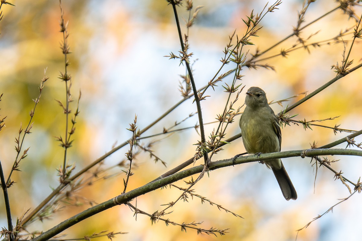 Small-headed Elaenia - Pablo Ramos