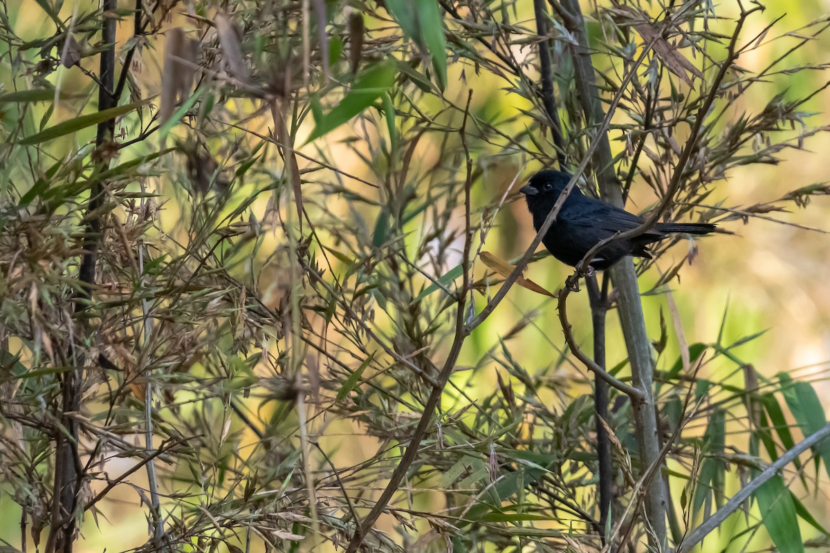 Blackish-blue Seedeater - ML364381651