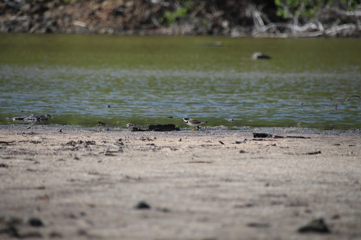 Semipalmated Plover - ML364383961