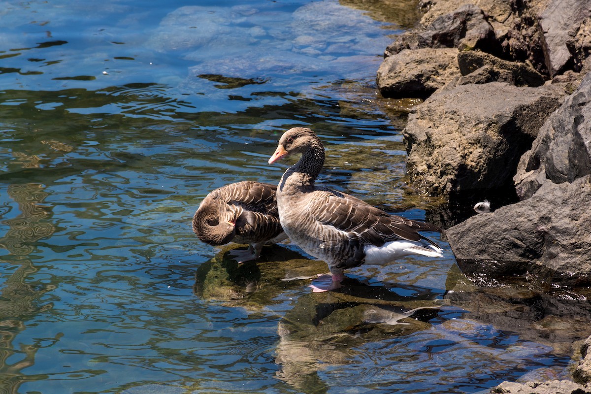 Graylag Goose - ML364385881