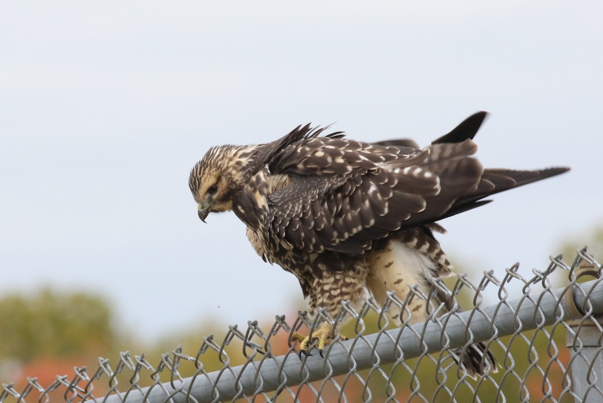 Swainson's Hawk - Margaret Viens