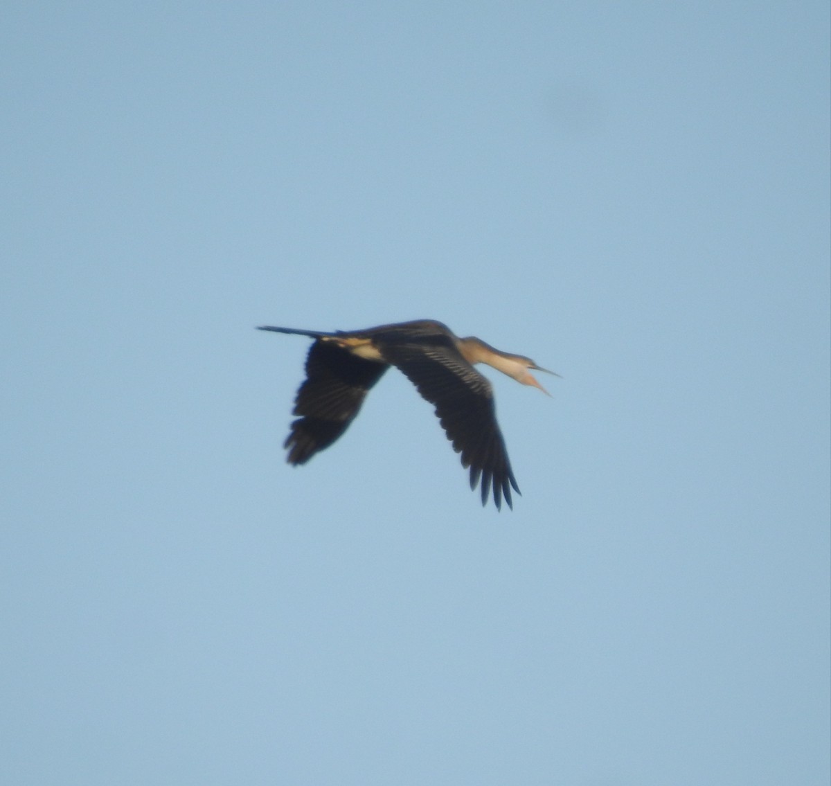 African Darter - ML364387921