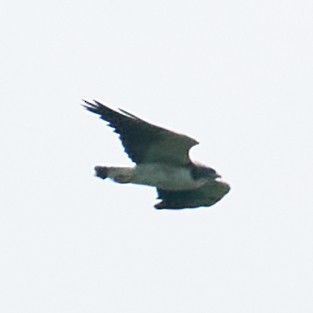 White-tailed Hawk - ML364388011