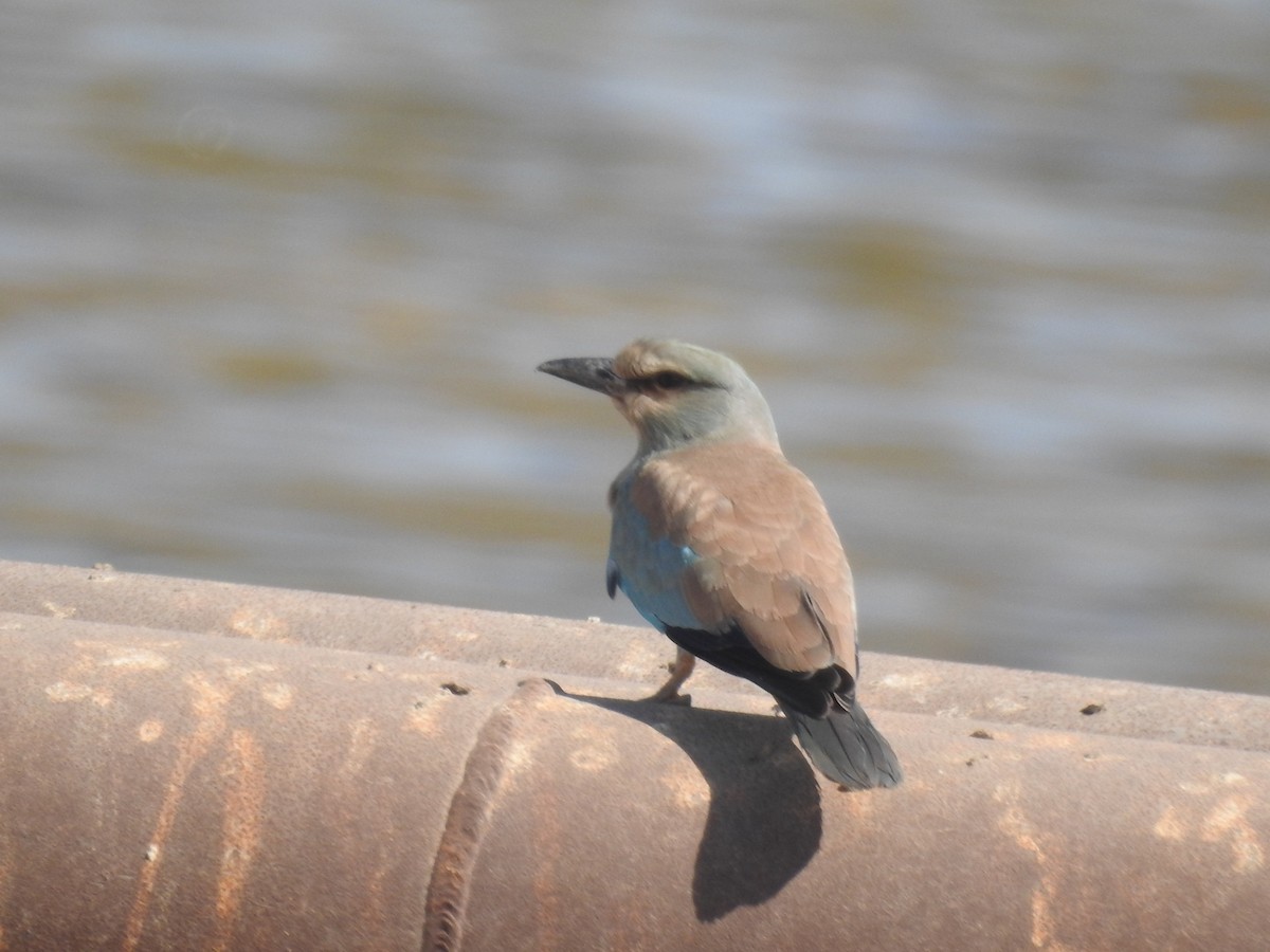 European Roller - ML364388201