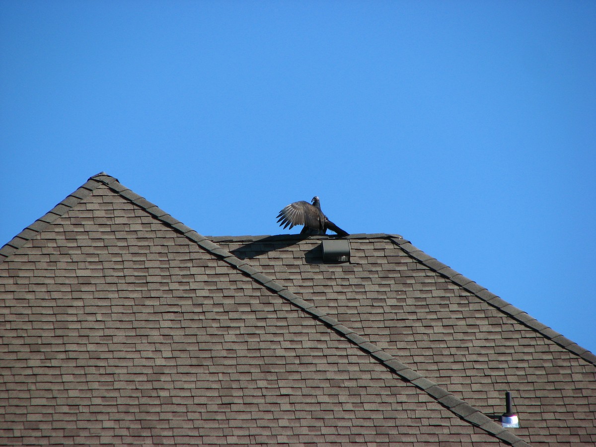 Turkey Vulture - ML364389021