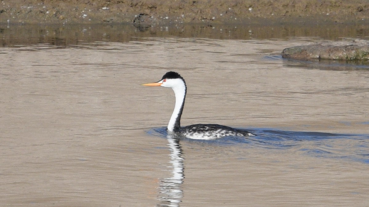 Clark's Grebe - ML364389081