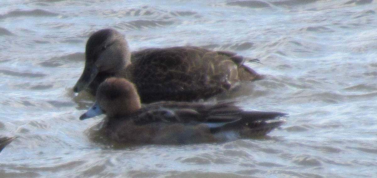 Eurasian Wigeon - Kenneth G.D. Burrell