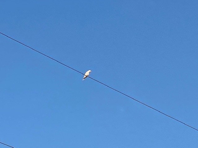 Tree Swallow - Anonymous