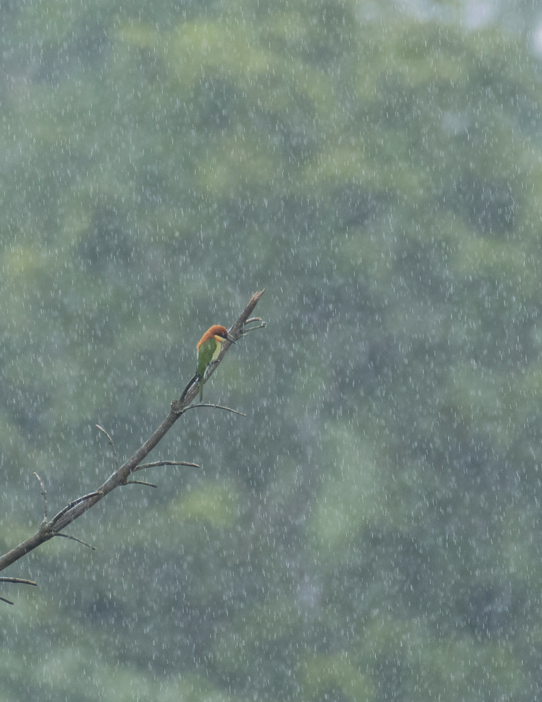 Chestnut-headed Bee-eater - ML364392161