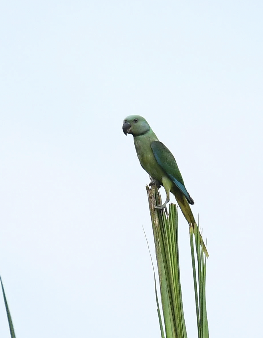 Malabar Parakeet - ML364392421