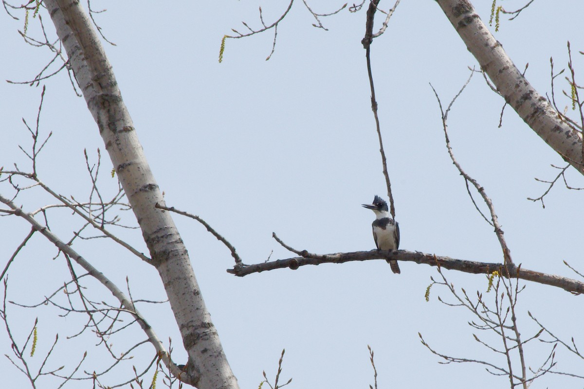 Belted Kingfisher - ML364392761