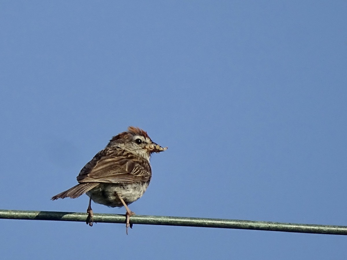 Chipping Sparrow - ML364394911