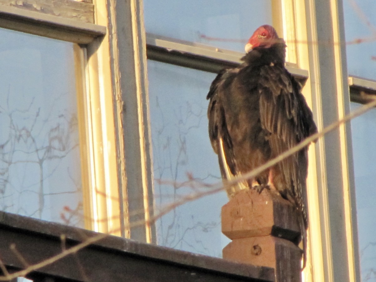 Turkey Vulture - Lisa Owens