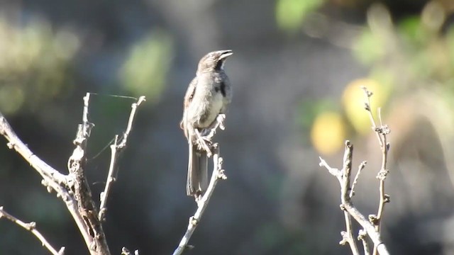 Five-striped Sparrow - ML364395361