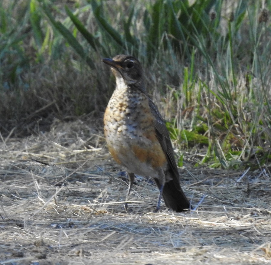 American Robin - ML364395931