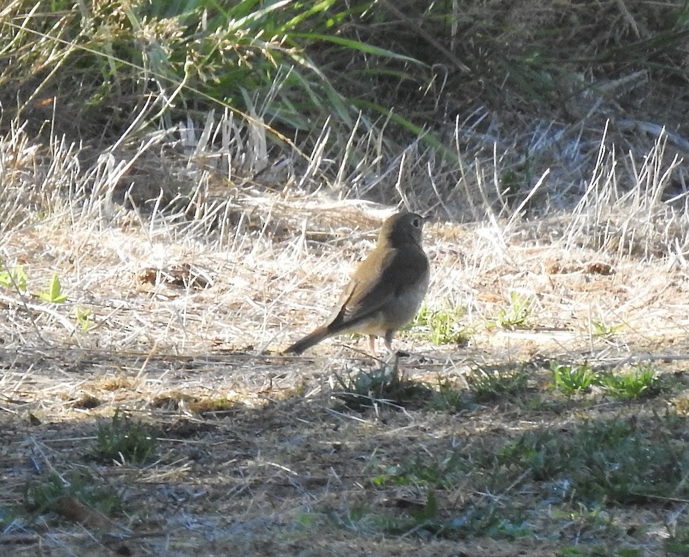 Swainson's Thrush - ML364395991