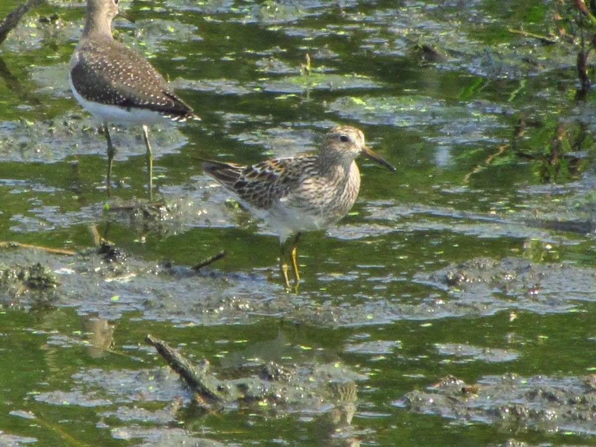 Pectoral Sandpiper - ML364396251