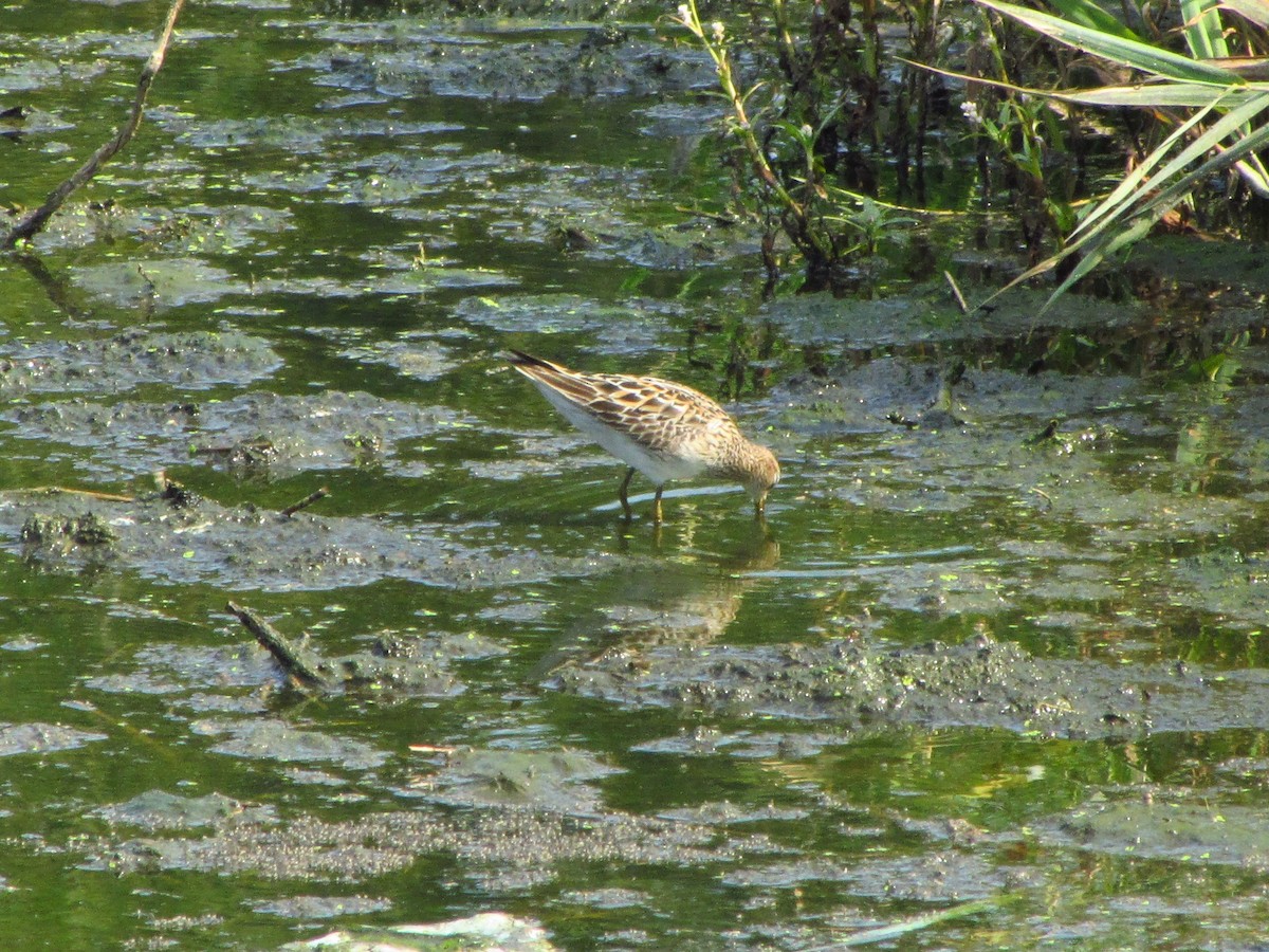 Pectoral Sandpiper - ML364396261