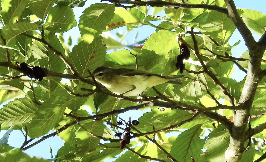 Warbling Vireo - ML364397201