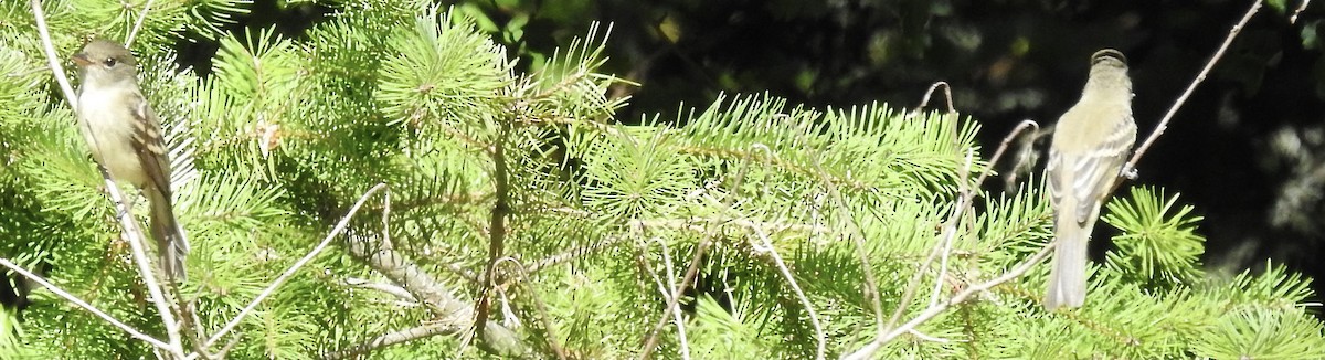 Willow Flycatcher - ML364397261