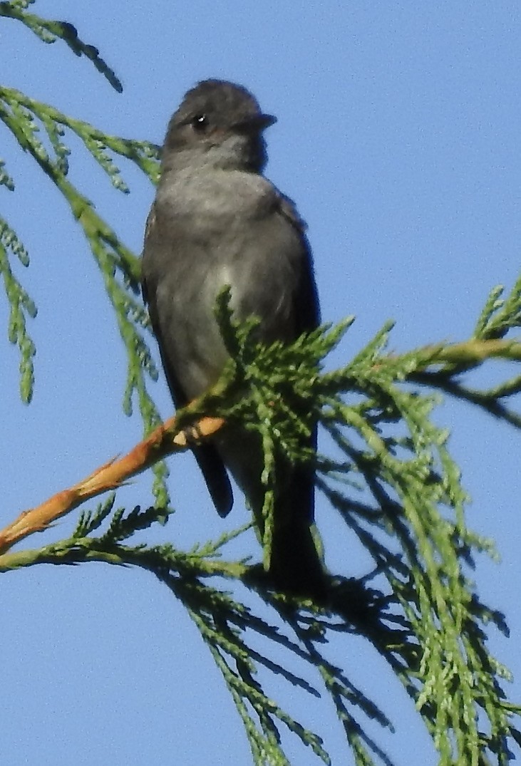 Western Wood-Pewee - ML364397301